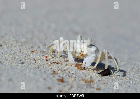 Ghost crab (Ocypode cordimana, Ocypode cordimanus), young crab eating on the beach, Seychelles, Bird Island Stock Photo