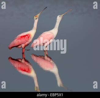 roseate spoonbill (Ajaia ajaia), adult and immature spoonbill stand in shallow water, mirror image, USA, Florida Stock Photo