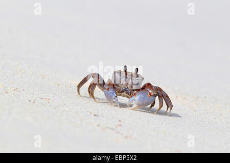 Ghost crab (Ocypode cordimana, Ocypode cordimanus), running on the beach, Seychelles, Bird Island Stock Photo