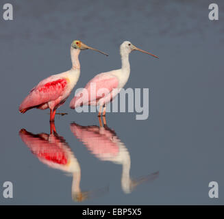 roseate spoonbill (Ajaia ajaia), adult and immature spoonbill stand in shallow water, mirror image, USA, Florida Stock Photo