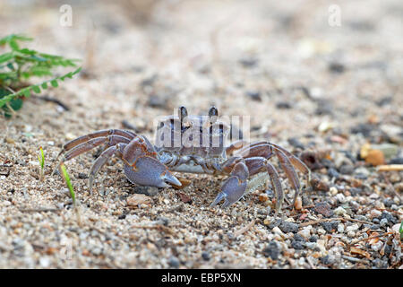 Ghost crab (Ocypode cordimana, Ocypode cordimanus), running on the beach, Seychelles, Mahe Stock Photo