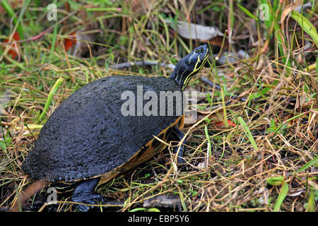 Florida red-bellied turtle, Pseudemys nelsoni, Shark Valley, Everglades ...