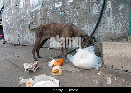 what happens if a dog eats a plastic bag