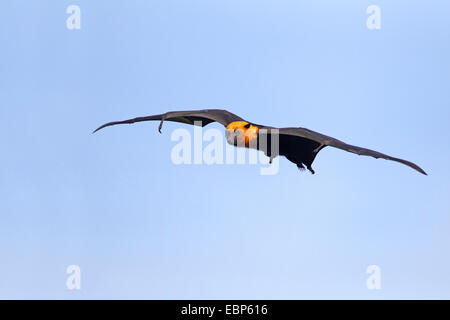 seychelles flying fox, seychelles fruit bat (Pteropus seychellensis), flying, Seychelles, Praslin Stock Photo