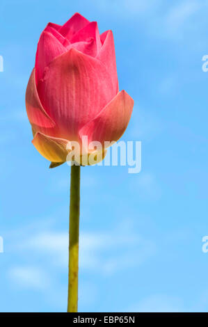 East Indian lotus (Nelumbo nucifera), flower against blue sky Stock Photo