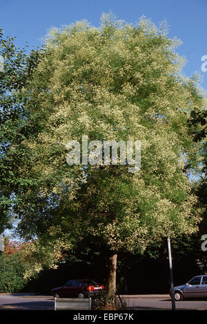 Japanese pagoda tree (Sophora japonica), blooming tree in a street, Germany Stock Photo