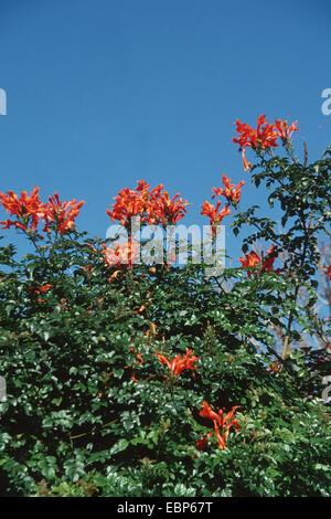 Cape Honeysuckle (Tecomaria capensis, Tecoma capensis), blooming Stock Photo