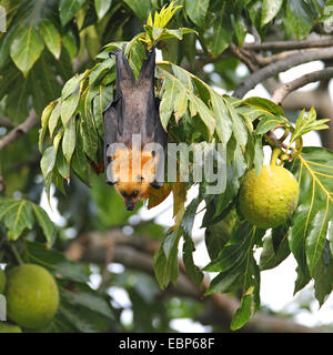 seychelles flying fox, seychelles fruit bat (Pteropus seychellensis), hanging in a breadfruit tree, Artocarpus altilis, Seychelles, Mahe Stock Photo