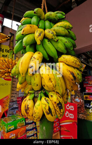 common banana (Musa paradisiaca var. sapientum), bananas at market, Sri Lanka Stock Photo