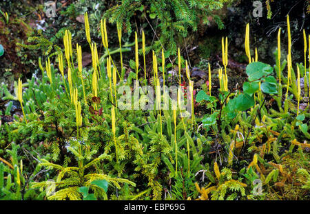 elk-moss, running clubmoss, running ground-pine, stags-horn clubmoss, common club moss (Lycopodium clavatum), with cones, Germany Stock Photo