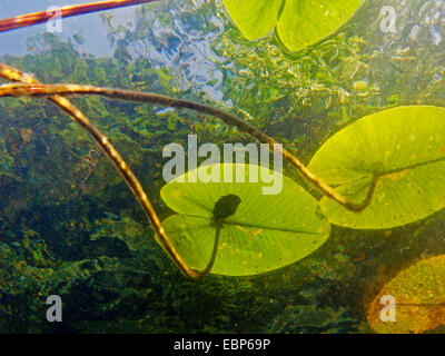 white water-lily, white pond lily (Nymphaea alba), floating leaves from below qith a frog, deutschlad Stock Photo