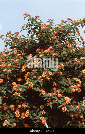 lantana (Lantana camara 'Radiation', Lantana camara Radiation), blooming Stock Photo