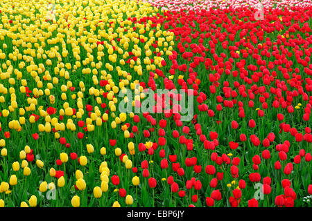blooming tulips, Germany, island Mainau Stock Photo