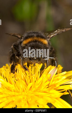 buff-tailed bumble bee (Bombus terrestris), searching for nectar on a dandelion, Germany Stock Photo