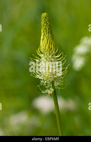 spiked rampion (Phyteuma spicatum), blooming, Germany, North Rhine-Westphalia Stock Photo