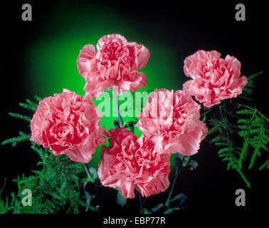 Pink Carnations Stock Photo