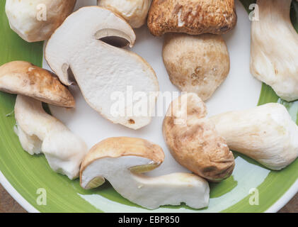 Boletus edulis aka penny bun or porcino mushroom or cep Stock Photo