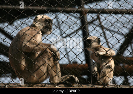 Nepal gray langurs (Semnopithecus schistaceus) at the Central Zoo in Kathmandu, Nepal. Stock Photo