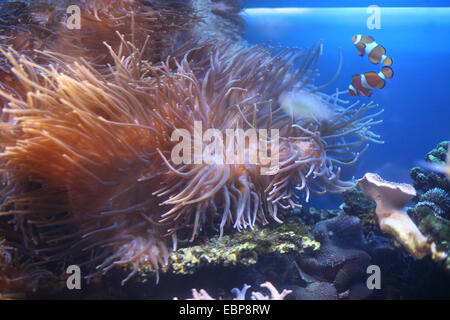 Ocellaris clownfishes (Amphiprion ocellaris) in the magnificent sea anemone (Heteractis magnifica) at Moscow Zoo, Russia. Stock Photo