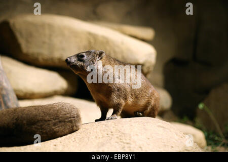 Rock hyrax (Procavia capensis), also known as the Cape hyrax at Prague Zoo, Czech Republic. Stock Photo