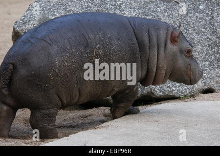 Newborn hippopotamus (Hippopotamus amphibius) at Prague Zoo, Czech Republic.