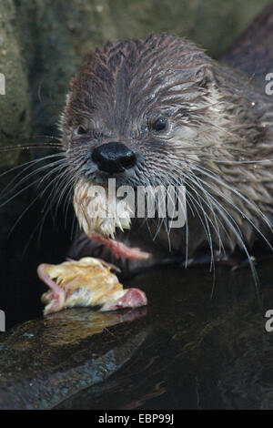 North American river otter (Lontra canadensis) eating chicken at Prague Zoo, Czech Republic.