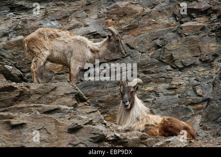 Male and female Himalayan tahr (Hemitragus jemlahicus) at Prague Zoo, Czech Republic. Stock Photo