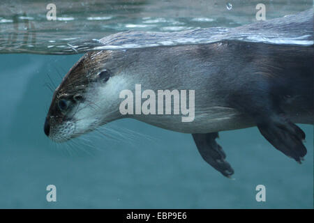 North American river otter (Lontra canadensis) at Prague Zoo, Czech Republic.