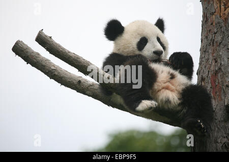 Giant panda cub (Ailuropoda melanoleuca) called Fu Long rests on a dry tree at Schonbrunn Zoo in Vienna, Austria. Stock Photo