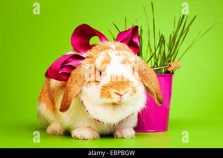 Cute small rabbit with bow on green background Stock Photo