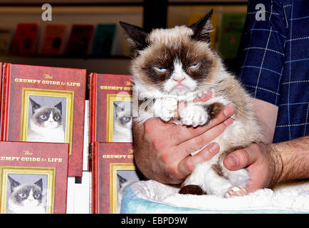 BookCon 2014 at the Jacob K. Javits Convention Center - Inside  Featuring: Grumpy Cat,Tardar Sauce Where: New York, New York, United States When: 31 May 2014 Stock Photo
