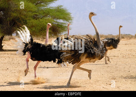 Ostrich run in the desert