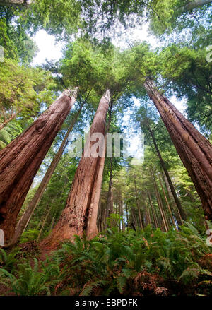 A vertical low angle of tall redwood trees reaching the sky Stock Photo ...