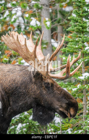 Wild Canadian Bull Moose with Antlers on a parkway roadside in the Snow in Autumn. Stock Photo