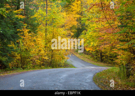 Road curving though fall colors in woods in Chestnut Ridge Park in New York State Stock Photo