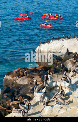 Kayakers with cormorants and California sea lions (Zalophus californianus) with roosting Brown pelicans (Pelecanus occidentalis) Stock Photo