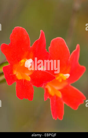 Red monkeyflower (Mimulus puniceus), Torrey Pines State Reserve ...