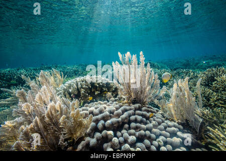 Hard and soft corals and reef fish underwater on Sebayur Island, Komodo Island National Park, Indonesia, Southeast Asia, Asia Stock Photo