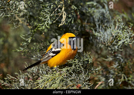 Hooded Oriole (Icterus cucullatus), Chiricahuas, Coronado National Forest, Arizona, United States of America, North America Stock Photo