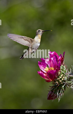 Female broad-tailed hummingbird feeding at a Walkingstick Cholla (Cane Cholla) (Opuntia spinosior), Arizona, USA Stock Photo