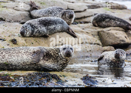 Gray seals (grey seals) (Halichoerus grypus) hauled out on the shoreline on Mainland Island, Shetland Isles, Scotland, UK Stock Photo
