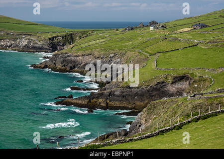 Sheep fences and rock walls along the Dingle Peninsula, County Kerry, Munster, Republic of Ireland, Europe Stock Photo