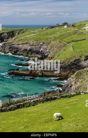 Sheep fences and rock walls along the Dingle Peninsula, County Kerry, Munster, Republic of Ireland, Europe Stock Photo