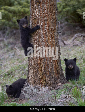 Three black bear (Ursus americanus) cubs of the year, Yellowstone National Park, Wyoming, United States of America Stock Photo