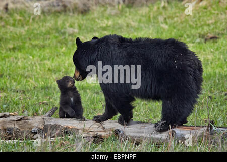 Black bear (Ursus americanus) sow and cub of the year, Yellowstone National Park, Wyoming, United States of America Stock Photo