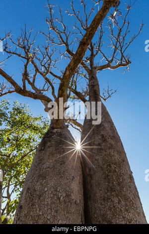 The Australian boab tree (Adansonia gregorii), Camden Harbour, Kimberley, Western Australia, Australia, Pacific Stock Photo