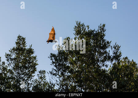 Black flying fox (Pteropus alecto) in flight on the Hunter River, Kimberley, Western Australia, Australia, Pacific Stock Photo