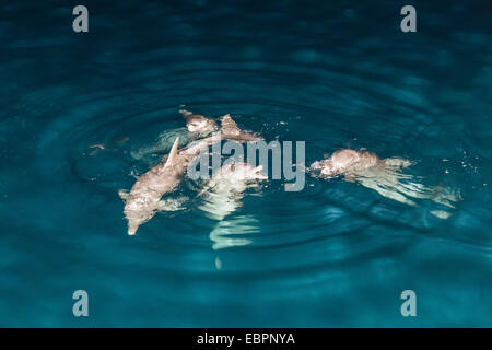 Indo-Pacific bottlenose dolphin (Tursiops aduncus) socializing and feeding at night in Yampi Bay, Kimberley, Australia Stock Photo