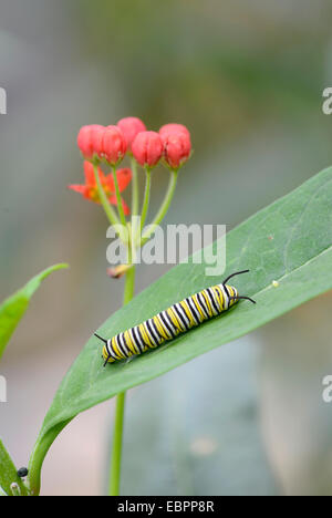 Monarch Butterfly: Danaus plexippus. Larva on Milkweed: Asclepias sp. Stock Photo