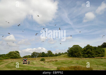 Red Kite (Milvus milvus)  Feeding Station, Gigrin Farm, Rhayader, Wales, UK Stock Photo